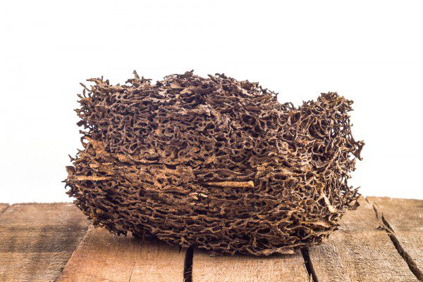 termite-nest.jpg
