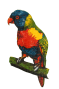 facilities:slq_wiki:rainbow_lorikeet.png