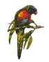 facilities:slq_wiki:parrot_-_one.png