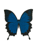 facilities:slq_wiki:blue_butterfly.png